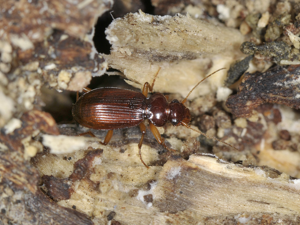 Leistus quale? L. ferrugineus